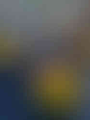 Rows of mums at Mum Day at The Patch in Southern Illinois