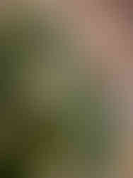 Indoor Real Christmas tree selection at The Patch in Southern Illinois