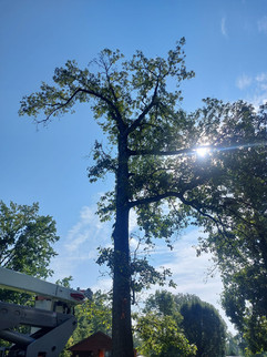 C&C Tree Service working in Williamson County, Southern Illinois
