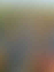 Rows of mums at Mum Day at The Patch in Southern Illinois