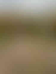 Tall corn maze entrance at The Patch pumpkin patch in Southern Illinois