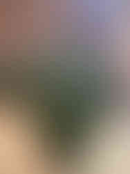 Indoor Real Christmas tree selection at The Patch in Southern Illinois