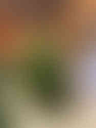 Christmas trees and holiday greenery available at The Patch