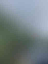 Before and after tree service and yard cleanup in Marion, Southern Illinois