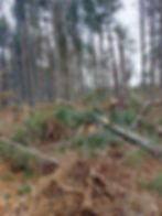 C&C Tree Services Professional tree services and excavation services in Southern Illinois