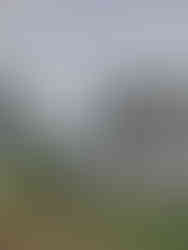 Emergency tree service in Southern Illinois after storm damage