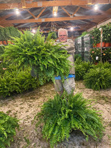 Rows of Ferns at Fern Day at The Patch in Southern Illinois