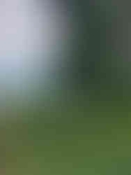 Before and after tree service and yard cleanup in Marion, Southern Illinois