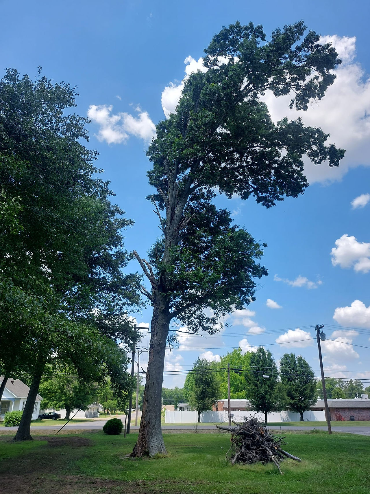 Before and after tree service and yard cleanup in Marion, Southern Illinois