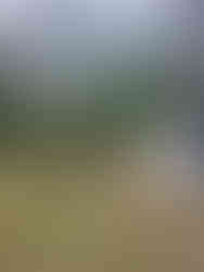 Before and after tree service and yard cleanup in Marion, Southern Illinois