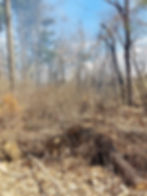 C&C Tree Services Professional tree services and excavation services in Southern Illinois