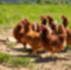 happy chickens