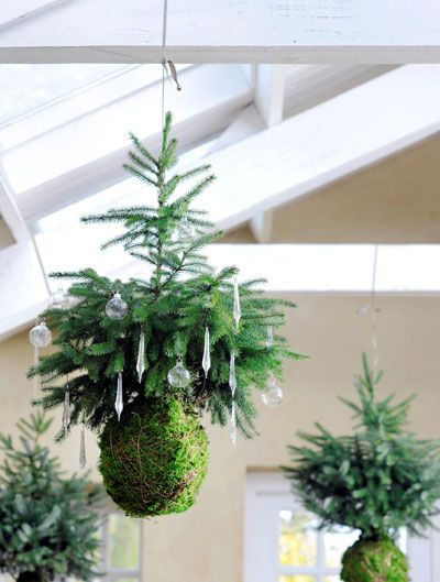 Mini Yule Tree Kokedama Workshop