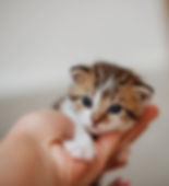 Kitten