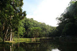 Tijuca Forest, Brazil