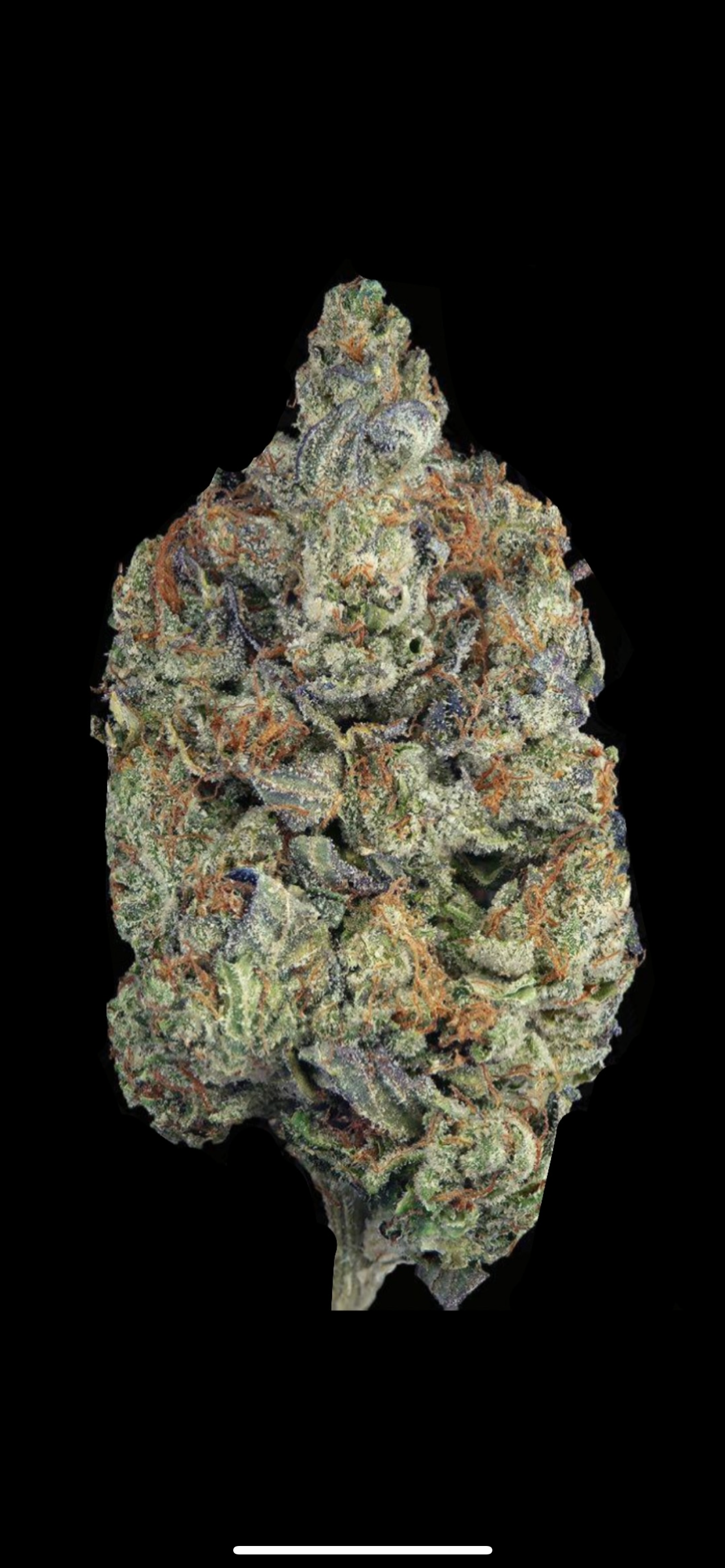 BLUE WAYGU🥩LOT#(2418)