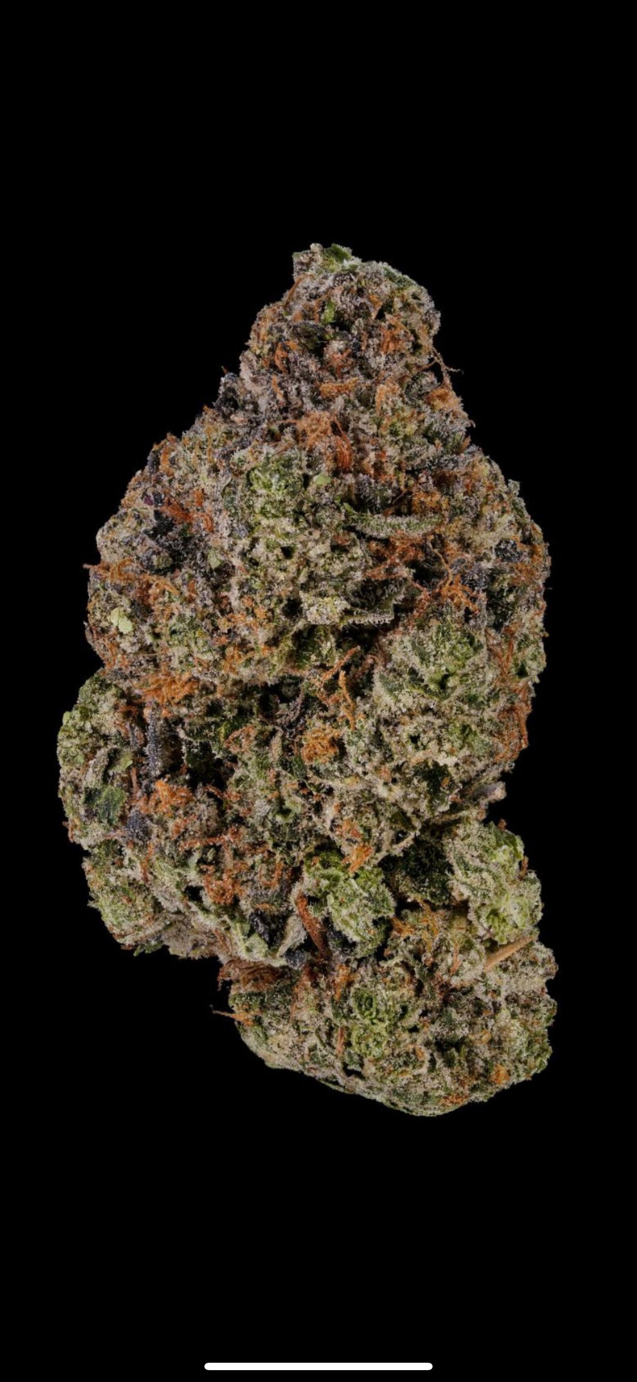 LSO HEADSHOTZ 🔫 LOT#(9832)