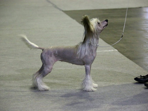 Helsinki Puppyshow 10/1