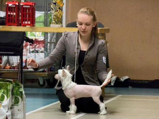Sollentuna puppy show