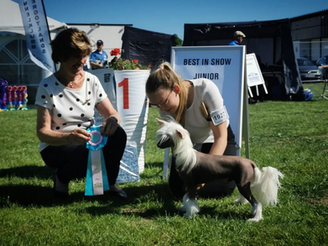 BIS-junior av 72 BIR-juniorer