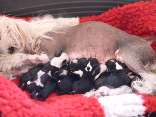 Our M-litter is born