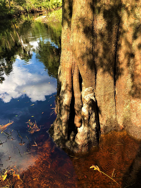 Cypress trunk in water with sky reflecti