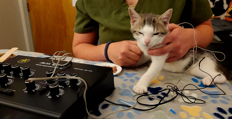 Apple Sauce getting Electroacupuncture