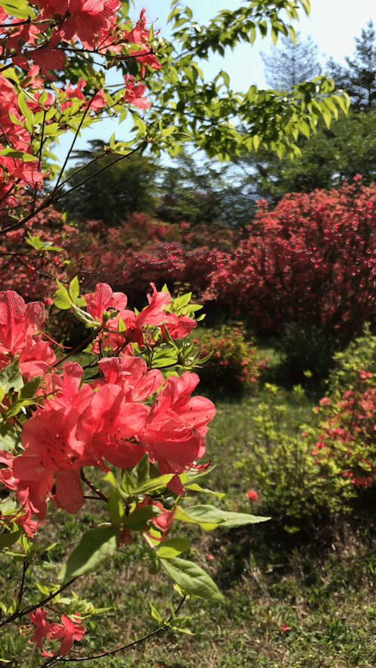 2022.5.4余野公園.gif