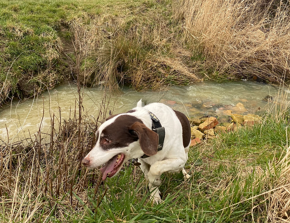 dog panting after being in a stream
