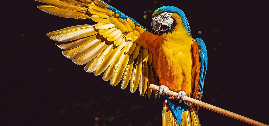 Parrot