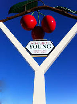 YOUNGCHERRY
