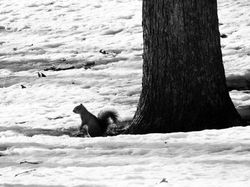 squirrel