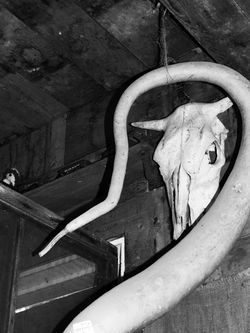cow skull