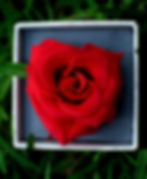 Thumbnail: Long Lasting Rose in Square box-shelf life more than 1 year