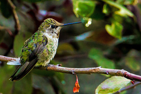 hummingbird posing.jpg
