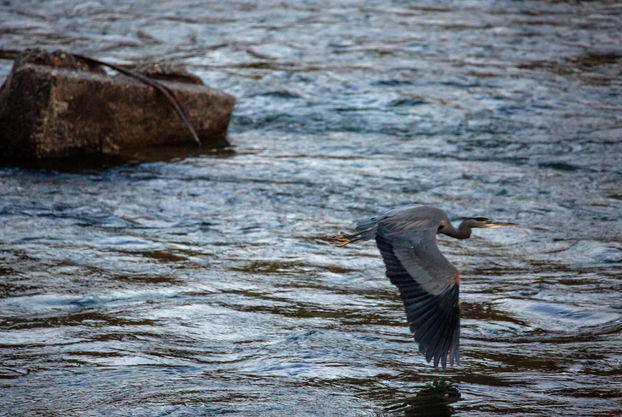 heron in flight.jpg