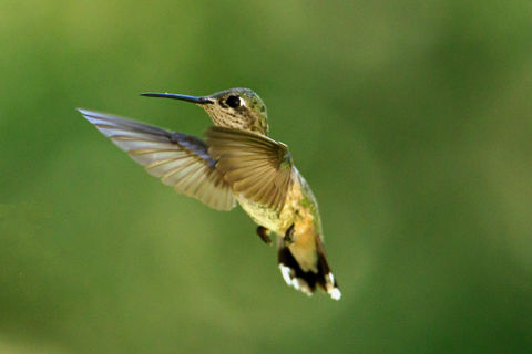 Hovering.jpg