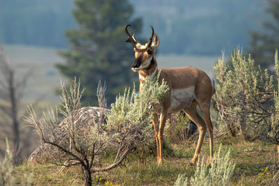 pronghorn.jpg