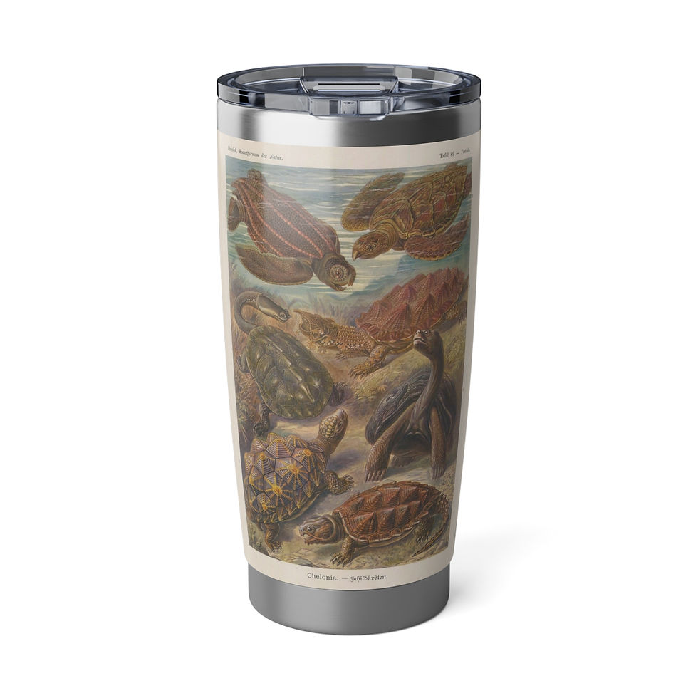 Thumbnail: Sea Turtles Tumbler /  20oz. Vintage Marine Life Art, Ernst Haeckel 1904, 