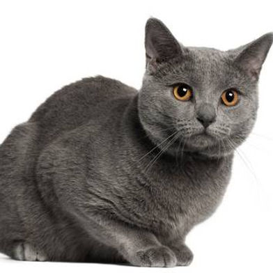 แมวชาร์ตรูซ์ 
(Chartreux) 