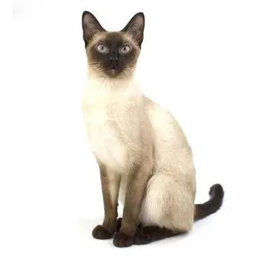 แมวไทย
(Siamese)