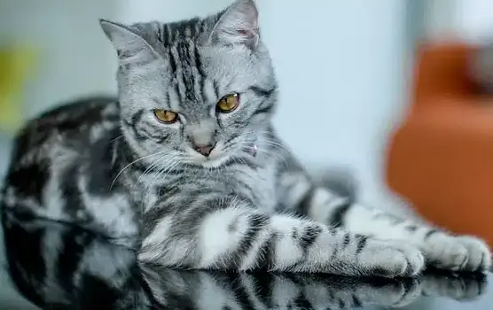 Grooming-of-American-Shorthair-cats.jpg.webp