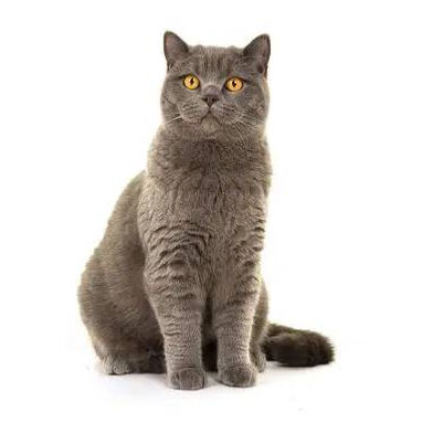 แมวบริติชชอร์ตแฮร์ 
(British Shorthair) 