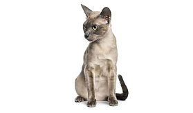 แมวโตนกินีส 
(Tonkinese)