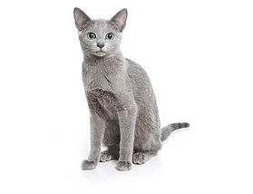 แมวรัสเซียนบลู 
(Russian Blue) 