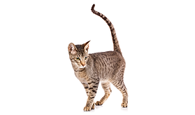 แมวเซเรนเกติ 
(Serengeti) 