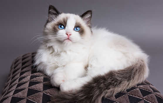 shutterstock_515476243.jpg