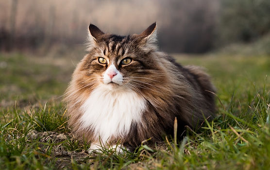 shutterstock_1793218825.jpg