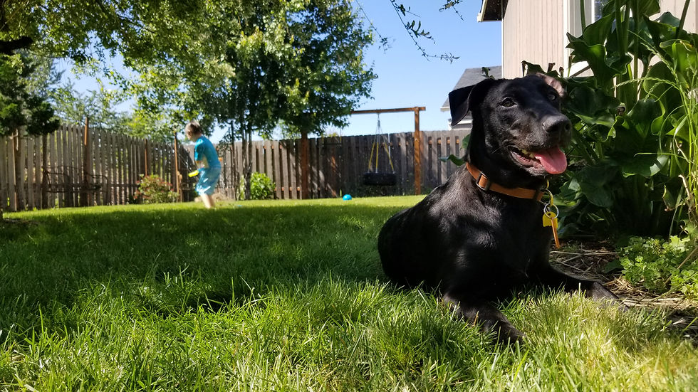 low angle photography showing kid playing behind black lab laying in the grass