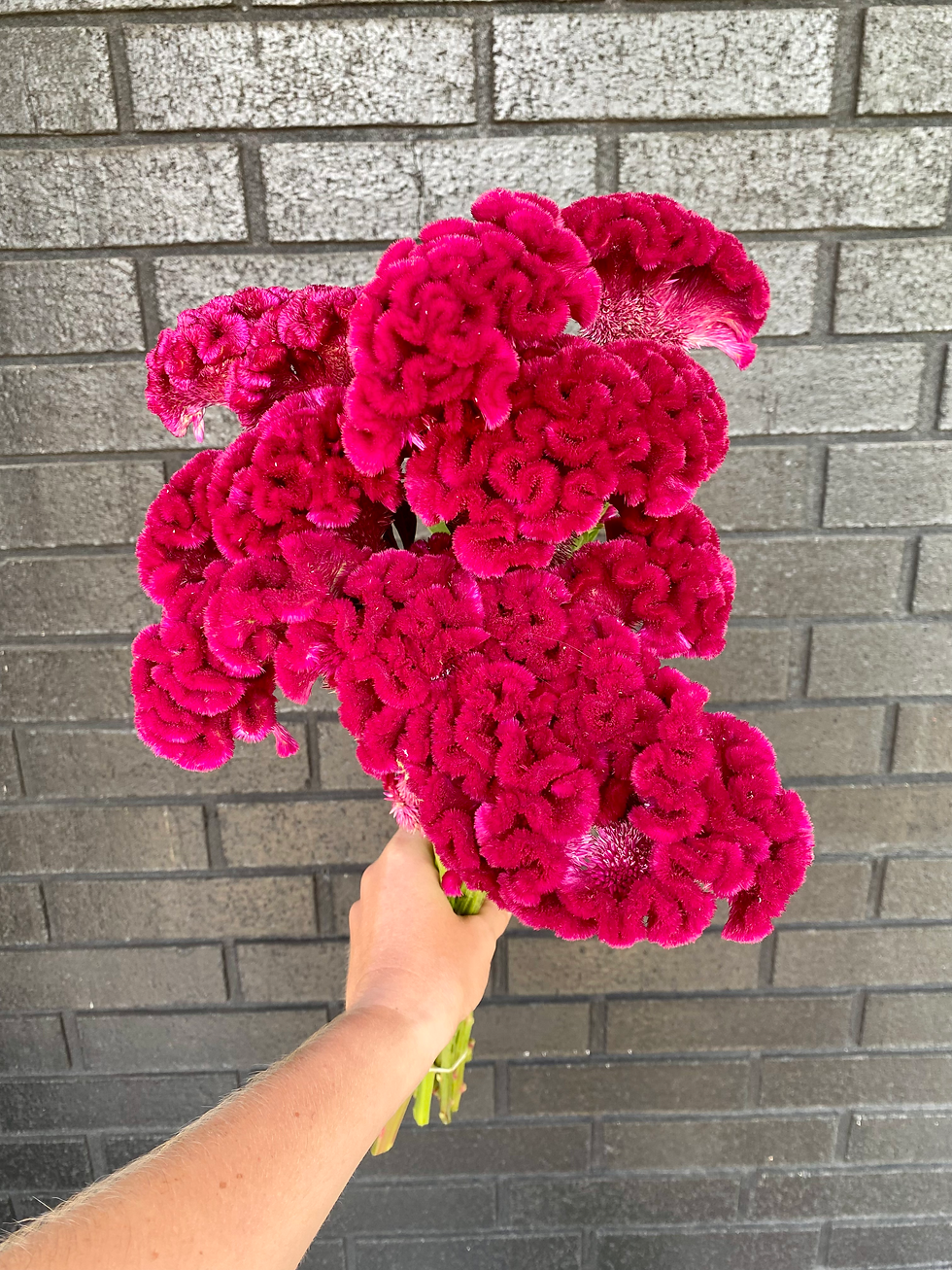 Celosia